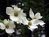 FLORE (15).JPG